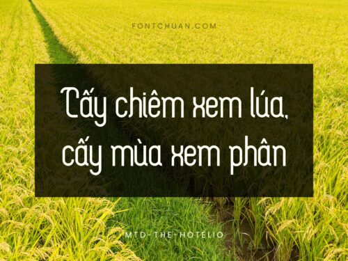 Font MTD The Hotelio Việt Hóa