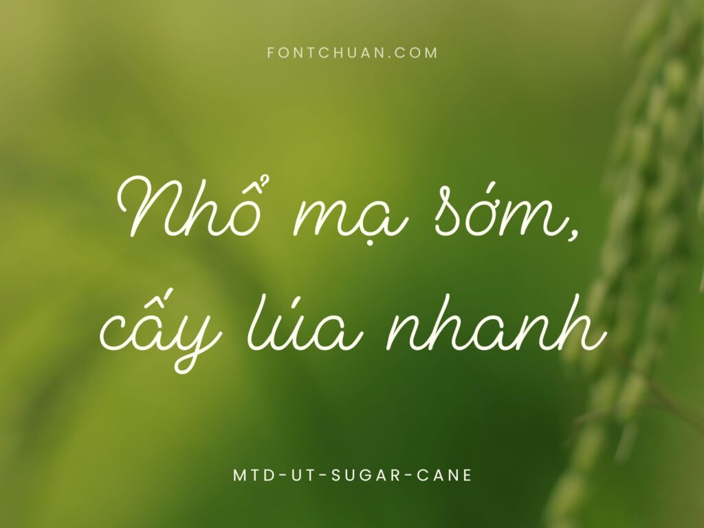 Font MTD Ut Sugar Cane Việt Hóa